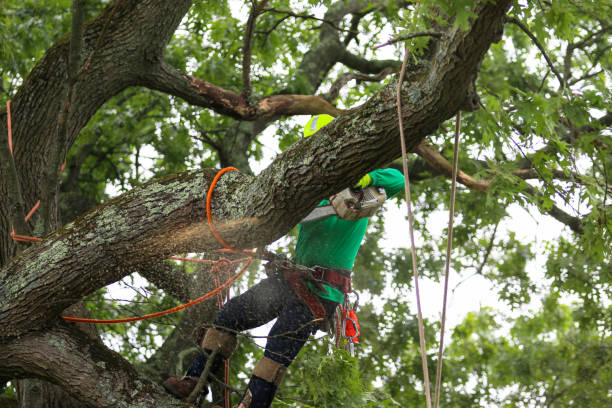 Professional Tree Removal Services in Mount Hermon, VA